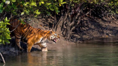 sundarban tour package