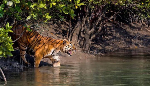 sundarban tour package