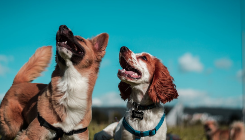 dog obedience support for busy families